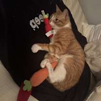 Thumbnail photo of Oliver #4