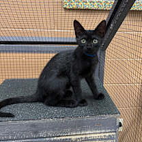 Thumbnail photo of Hippie #1