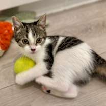 Thumbnail photo of Miranda #1