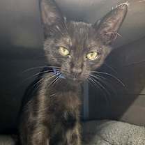 Thumbnail photo of Hippie #2