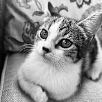 Thumbnail photo of Miranda #3