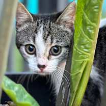 Thumbnail photo of Miranda #4