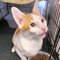 Thumbnail photo of Cheddar #2