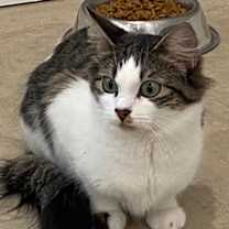 Thumbnail photo of Stella #1