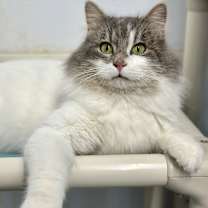 Thumbnail photo of Casper #2