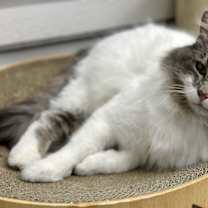 Thumbnail photo of Casper #4