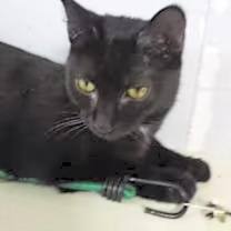 Thumbnail photo of Leslie #3