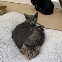 Thumbnail photo of Nifty #3