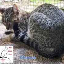 Thumbnail photo of Chance #4