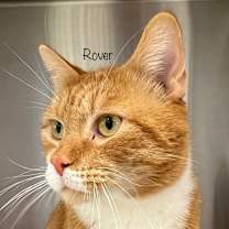 Thumbnail photo of Rover #1