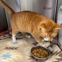 Thumbnail photo of Rover #4