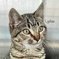 Thumbnail photo of Lychee #4