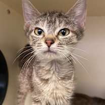 Thumbnail photo of Miss Rue Who #1