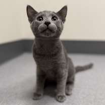 Thumbnail photo of Wubbzy #1