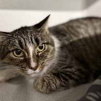 Thumbnail photo of Lulu #1