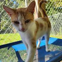 Thumbnail photo of Jellybean #1