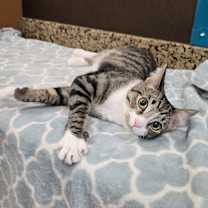 Thumbnail photo of Leo #2