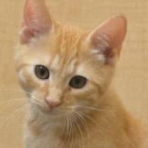 Thumbnail photo of Damask Kershaw #1