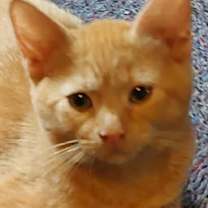 Thumbnail photo of Satchel Kershaw #1