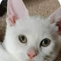 Thumbnail photo of Duffle Kershaw - adopt with Pa #1