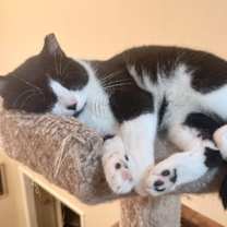 Thumbnail photo of Mr Friendly Kershaw #2