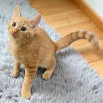 Thumbnail photo of Damask Kershaw #2