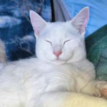 Thumbnail photo of Parcel Kershaw - adopt with Du #2