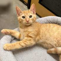 Thumbnail photo of Damask Kershaw #3