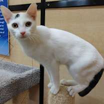 Thumbnail photo of Comma Kershaw #2