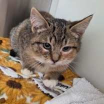 Thumbnail photo of Willow #1