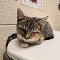 Thumbnail photo of Willow #2