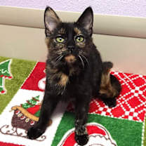 Thumbnail photo of Strudel #1