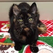 Thumbnail photo of Strudel #2