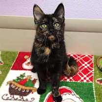 Thumbnail photo of Strudel #3