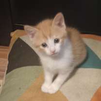 Thumbnail photo of Pumpkin #1