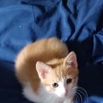 Thumbnail photo of Pumpkin #2