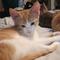 Thumbnail photo of Pumpkin #4