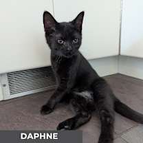 Thumbnail photo of Daphne #2