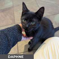 Thumbnail photo of Daphne #3