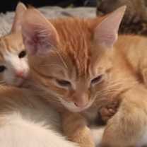 Thumbnail photo of Ringo #1