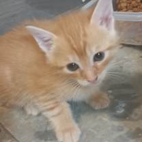 Thumbnail photo of Ringo #3