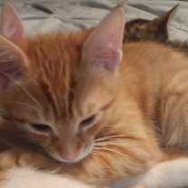 Thumbnail photo of Ringo #4