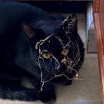 Thumbnail photo of Midnight #3