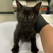 Thumbnail photo of Saja #2