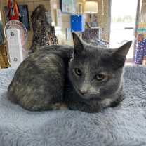 Thumbnail photo of Venus #3