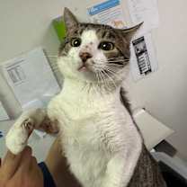 Thumbnail photo of Leonard #2