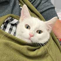 Thumbnail photo of Pearl #1