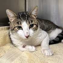 Thumbnail photo of Leonard #3