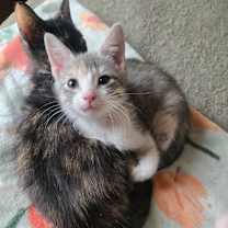 Thumbnail photo of Pistachio #1