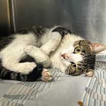 Thumbnail photo of Leonard #4